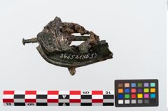 Foto von Bronzephalere (NHMW-PRAE-024552)